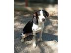 Adopt Earl a Black Border Collie / Mixed Breed (Medium) / Mixed (short coat) dog