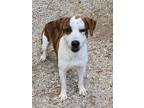 Adopt Paul a White Beagle / Mixed dog in Atchison, KS (40531857)