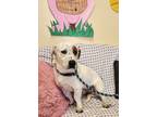 Adopt Pettie a White Basset Hound / Mixed Breed (Medium) / Mixed (short coat)