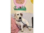 Adopt Pettie a White Basset Hound / Mixed dog in Atchison, KS (40531856)