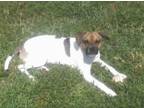 Adopt Jerry* a White - with Brown or Chocolate Jack Russell Terrier / Mixed dog