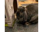 Adopt Frances a Black Lop-Eared / Mixed (short coat) rabbit in Edina