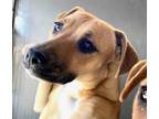 Adopt Kenan a Tan/Yellow/Fawn - with White Pit Bull Terrier / Mixed Breed