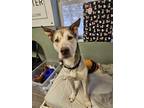 Adopt Eddie a Tan/Yellow/Fawn Husky / Mixed dog in Greenville, PA (39957401)