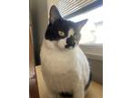 Adopt Lee a Black & White or Tuxedo Domestic Shorthair / Mixed (short coat) cat