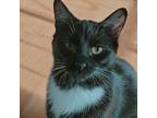 Adopt SIR SPOTTY a Black & White or Tuxedo Domestic Shorthair (short coat) cat