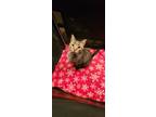 Adopt Nassa a Brown Tabby Domestic Shorthair (short coat) cat in Sykesville