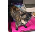 Adopt Pauline a Tortoiseshell Domestic Shorthair (short coat) cat in House