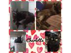 Adopt Charlotte a All Black Domestic Longhair (long coat) cat in Tri State Area