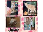 Adopt Jake a Orange or Red Domestic Shorthair (short coat) cat in Tri State