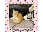 Adopt Nancy and Sophie a Orange or Red Domestic Shorthair (short coat) cat in
