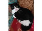 Adopt Gerry a Black & White or Tuxedo Domestic Shorthair (short coat) cat in