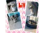 Adopt Liv a Gray, Blue or Silver Tabby Domestic Shorthair (short coat) cat in