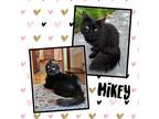 Adopt Mikey a All Black Domestic Mediumhair (medium coat) cat in Tri State Area