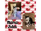 Adopt Mama Jules a Black & White or Tuxedo Domestic Shorthair (short coat) cat