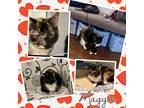 Adopt Maggie a Tortoiseshell Domestic Shorthair (short coat) cat in Tri State
