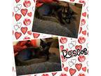 Adopt Roscoe a All Black Domestic Shorthair (short coat) cat in Tri State Area