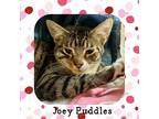 Adopt Joey Puddles a Brown Tabby Domestic Shorthair (short coat) cat in Tri