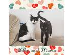 Adopt Stella and Mama a Black & White or Tuxedo Domestic Shorthair (short coat)