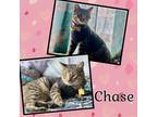 Adopt Chase a Brown Tabby Domestic Shorthair (short coat) cat in Tri State Area
