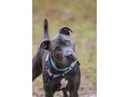 Adopt Purdy a Gray/Blue/Silver/Salt & Pepper Mixed Breed (Medium) / Mixed dog in