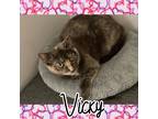 Adopt Vicky a Tortoiseshell Domestic Shorthair (short coat) cat in Tri State