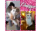 Adopt Ginger a Tan or Fawn Tabby Domestic Shorthair (short coat) cat in Tri