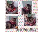 Adopt Lexi and Missy a Brown Tabby Domestic Shorthair (short coat) cat in Tri