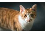 Adopt Owen a Orange or Red (Mostly) Domestic Shorthair (short coat) cat in