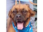 Adopt Buster (Texas) KY a Newfoundland / Chow Chow dog in Langley, BC (39462206)
