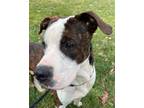 Adopt Koda a American Pit Bull Terrier / Mixed dog in Pittsfield, IL (40071306)
