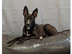 Adopt Licorice a Black - with White German Shepherd Dog / Mixed Breed (Medium)