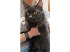 Adopt Lucy a Spotted Tabby/Leopard Spotted Domestic Mediumhair / Mixed cat in