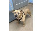 Adopt Ray Rice- IN FOSTER a Tan/Yellow/Fawn Mixed Breed (Medium) / Mixed Breed