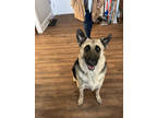 Adopt Zoey a Black German Shepherd Dog / Mixed dog in Warsaw, IN (40525394)
