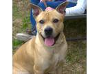 Adopt Orion a Tan/Yellow/Fawn Mixed Breed (Large) / Mixed dog in Chamblee