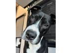 Adopt BG a Black - with White Pit Bull Terrier / Mixed dog in Henderson