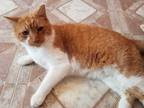 Adopt Cedar a Orange or Red (Mostly) Domestic Shorthair (short coat) cat in