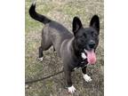 Adopt Panda a Shepherd (Unknown Type) / American Staffordshire Terrier / Mixed