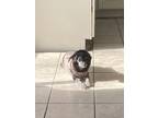 Adopt Kiara a Black - with White Maltipoo / Mixed dog in Garland, TX (40476298)