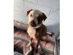 Adopt Buck a Brown/Chocolate Mixed Breed (Small) / Mixed dog in Grove