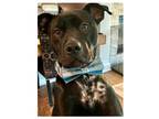 Adopt Cole a Black - with White Cattle Dog / American Staffordshire Terrier dog