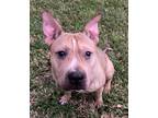 Adopt Lucky 1 (CP) a Pit Bull Terrier / Mixed dog in Dallas, TX (40524969)