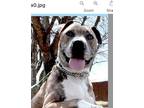 Adopt Bella (CP) a Terrier (Unknown Type, Medium) / Boxer dog in Dallas