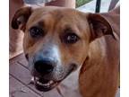 Adopt Puppy a Brown/Chocolate Mixed Breed (Medium) dog in Dallas, TX (40524944)