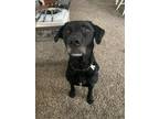 Adopt Rexy (CP) a Black Labrador Retriever / Mixed dog in Dallas, TX (40524926)