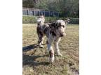 Adopt Benny a Merle Newfoundland / Poodle (Standard) / Mixed dog in