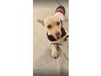 Adopt Lizzy a Mixed Breed (Medium) / Mixed dog in los angeles, CA (40520679)