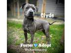 Adopt Clyde a Gray/Blue/Silver/Salt & Pepper American Pit Bull Terrier /