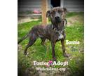 Adopt Bonnie a Brindle American Staffordshire Terrier / Labrador Retriever /